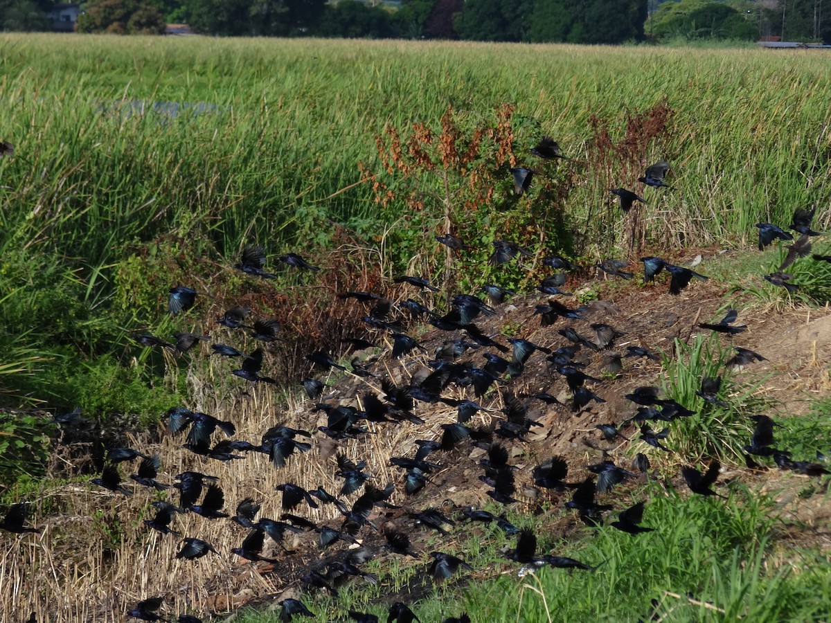 Shiny Cowbird - ML643388815