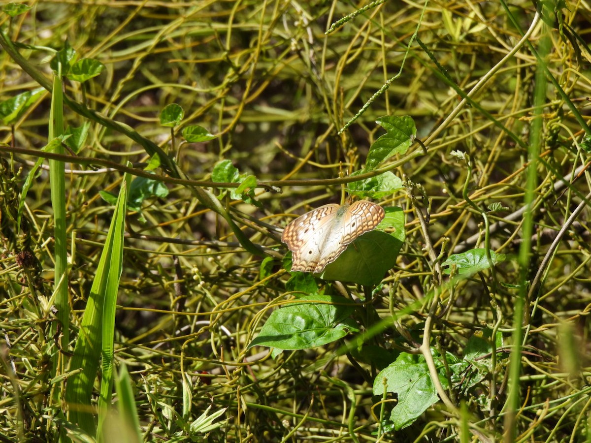 White Peacock - ML643388873