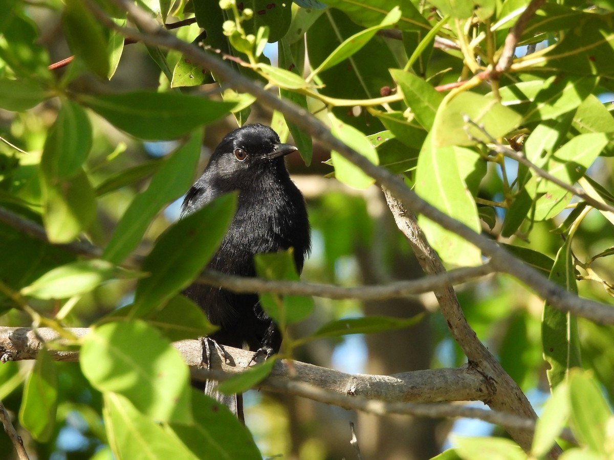 Black Catbird - ML643388885
