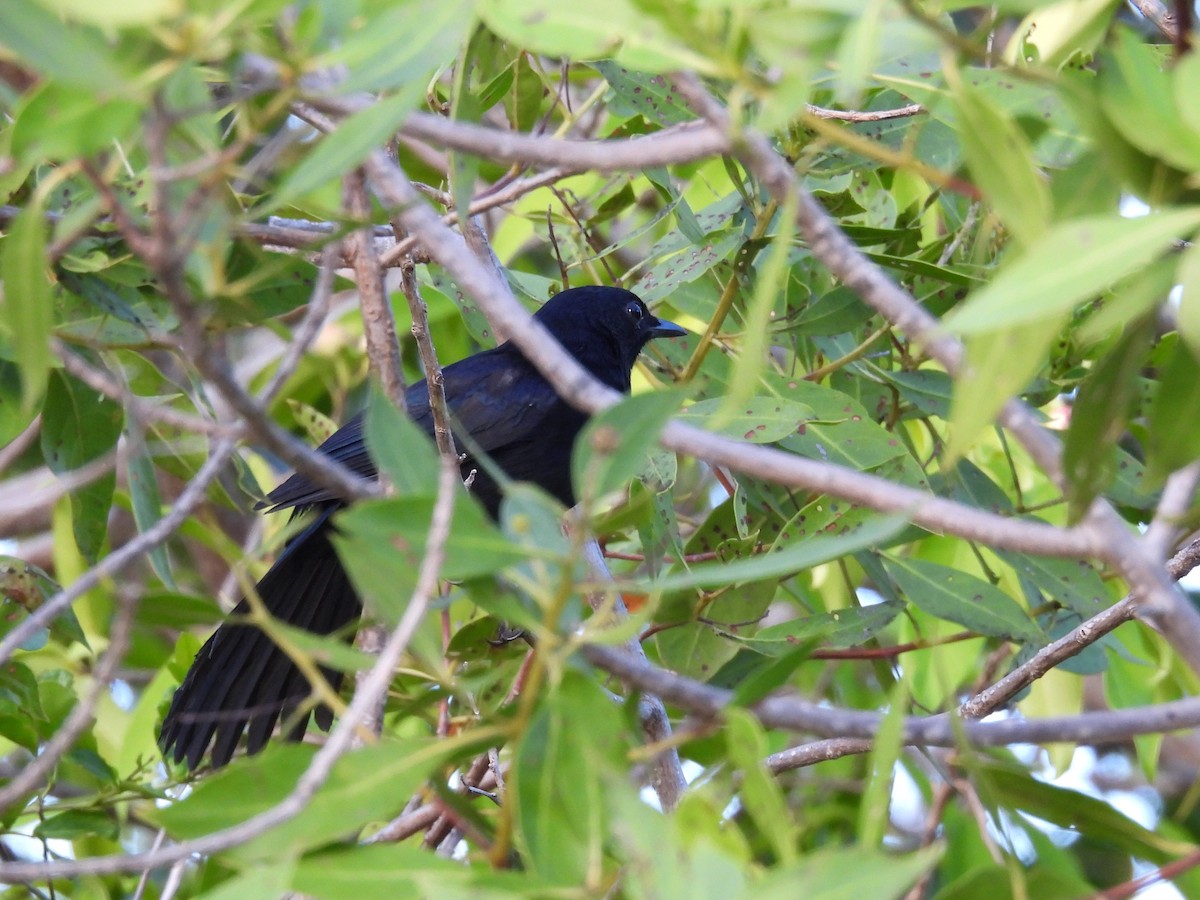 Black Catbird - ML643388886