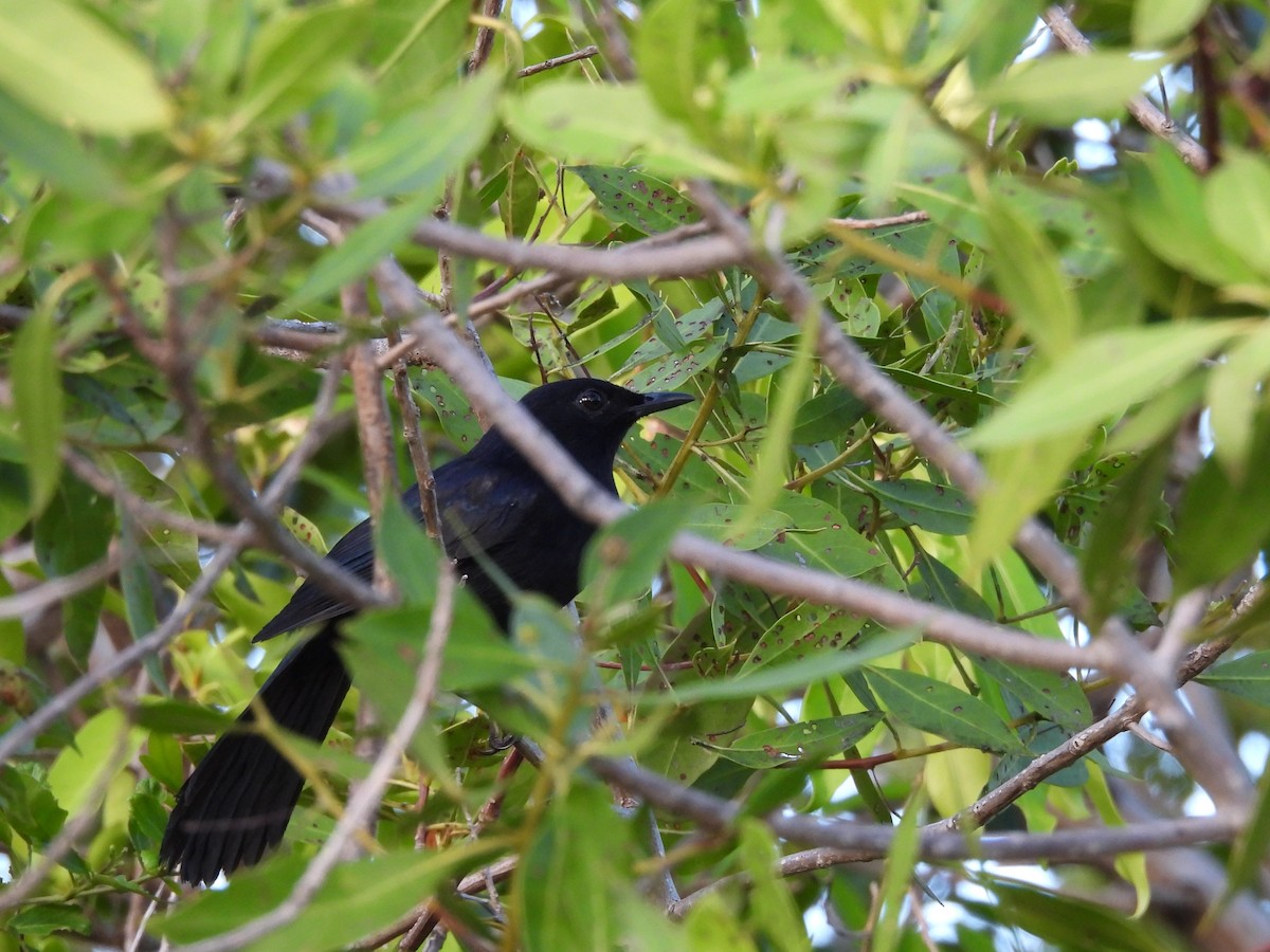Black Catbird - ML643388890