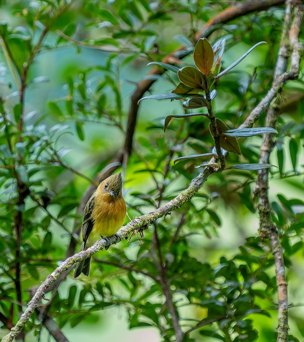 Tufted Flycatcher - ML643388915