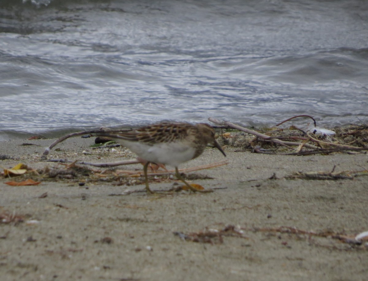 Pectoral Sandpiper - ML643388927