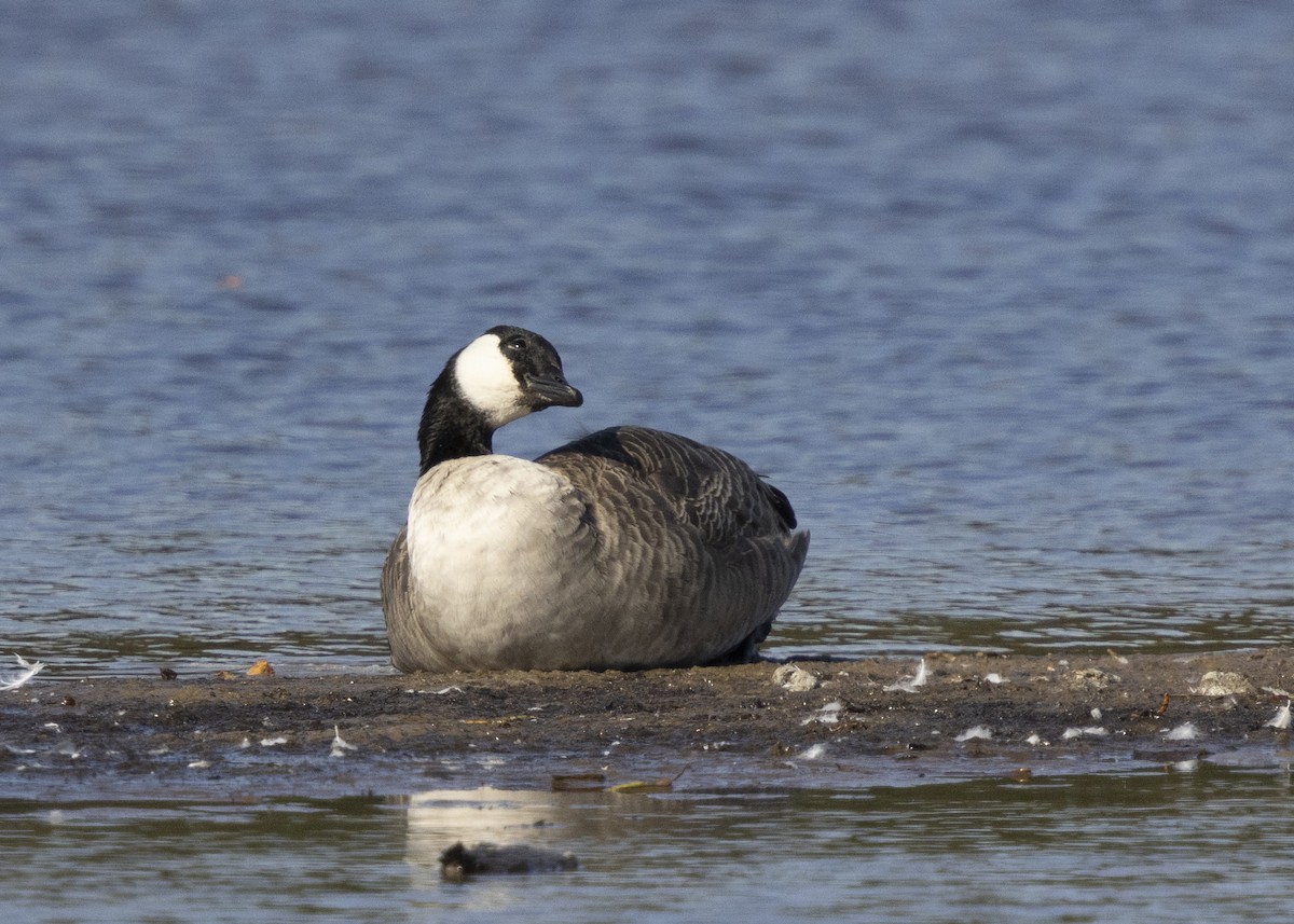 Oca canadese minore - ML643388959