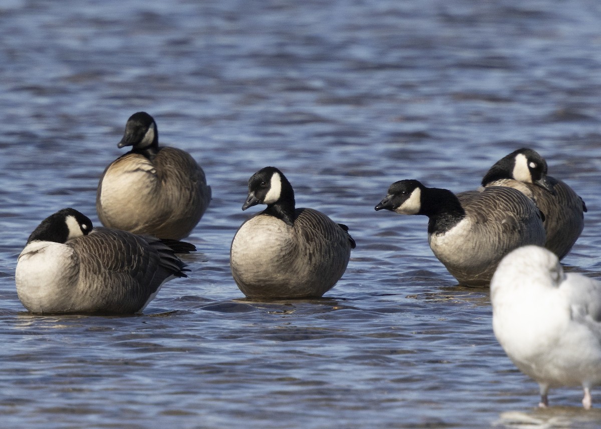 Oca canadese minore - ML643388960