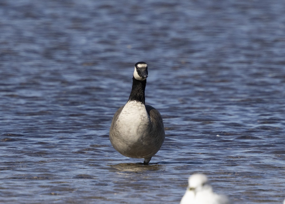 Oca canadese minore - ML643388961