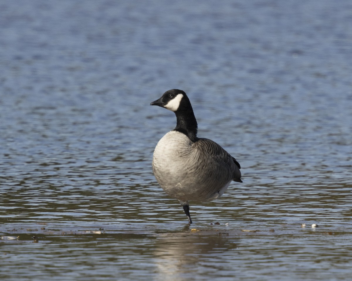 Oca canadese minore - ML643388962