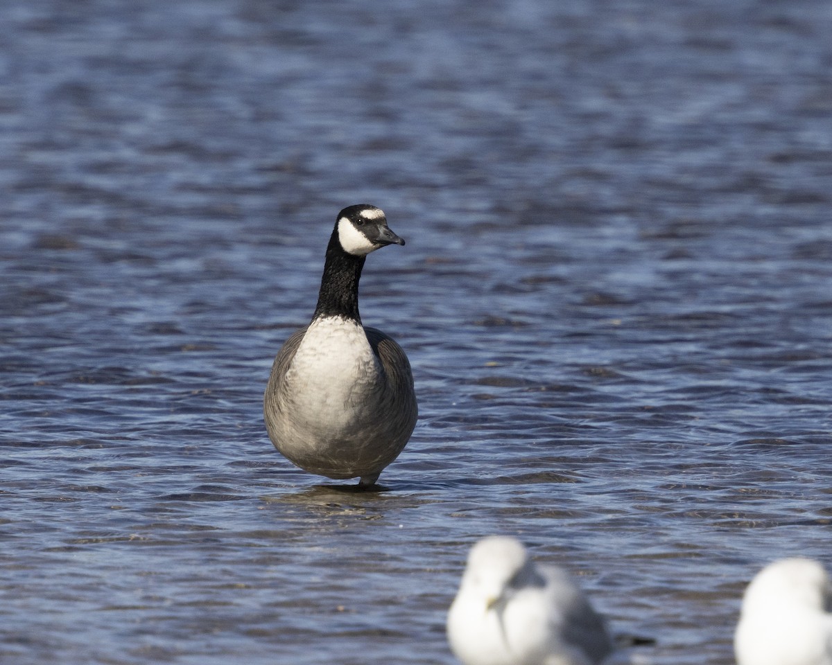 Oca canadese minore - ML643388963