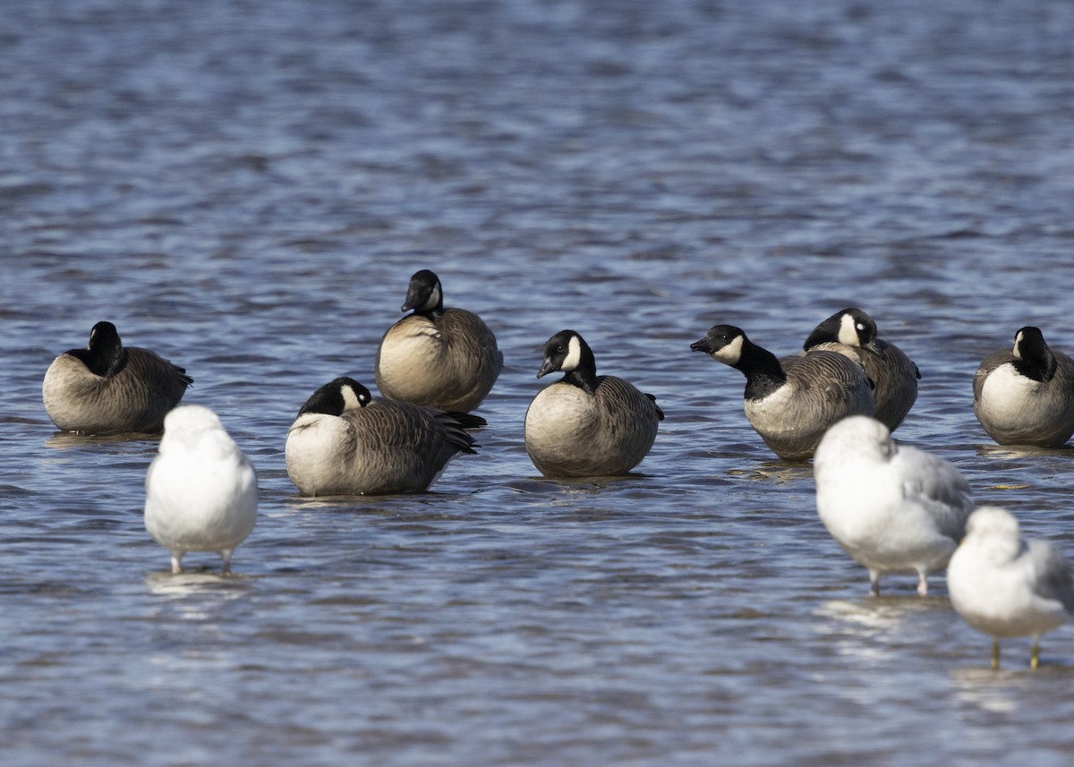 Oca canadese minore - ML643388964