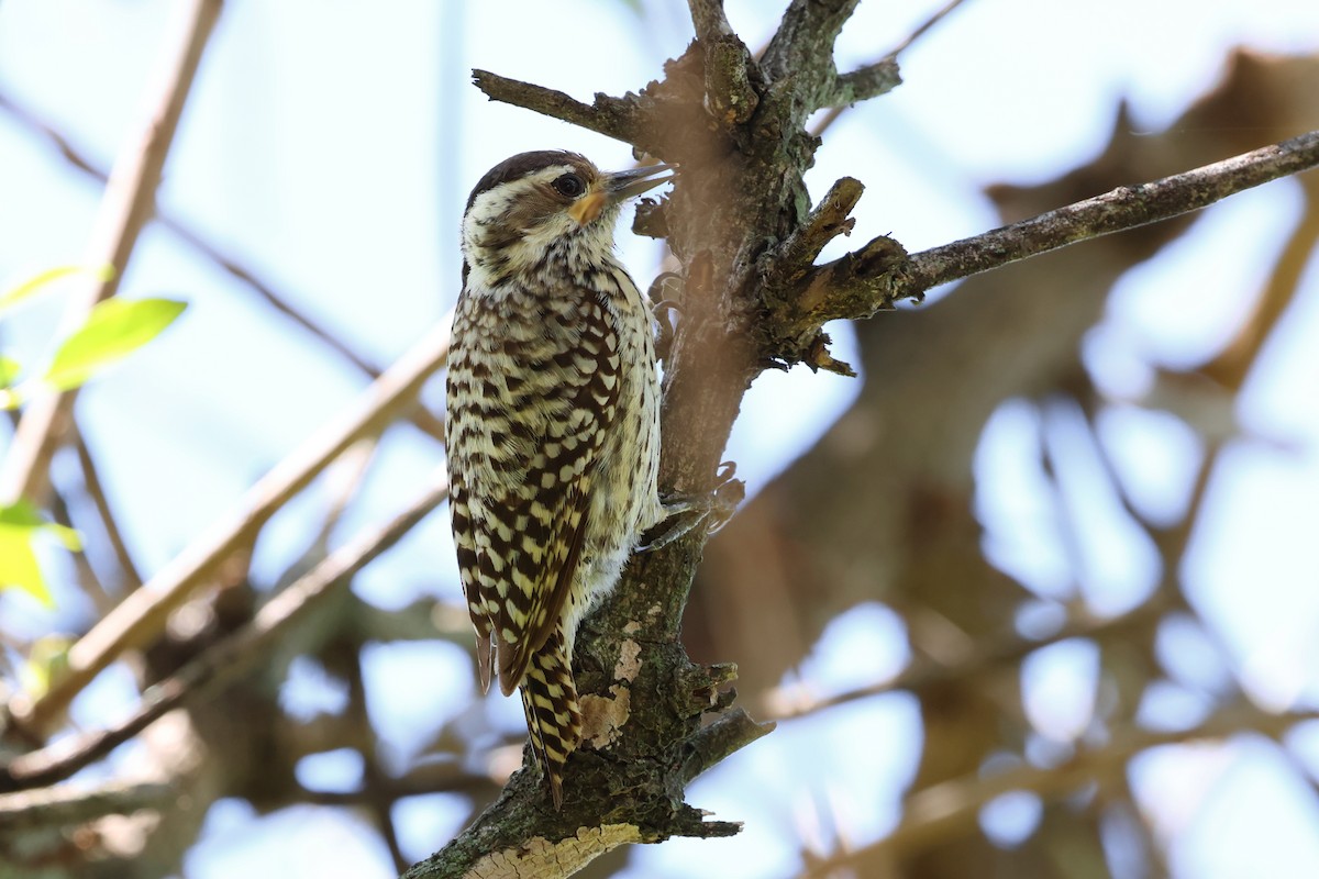 Checkered Woodpecker - ML643388982