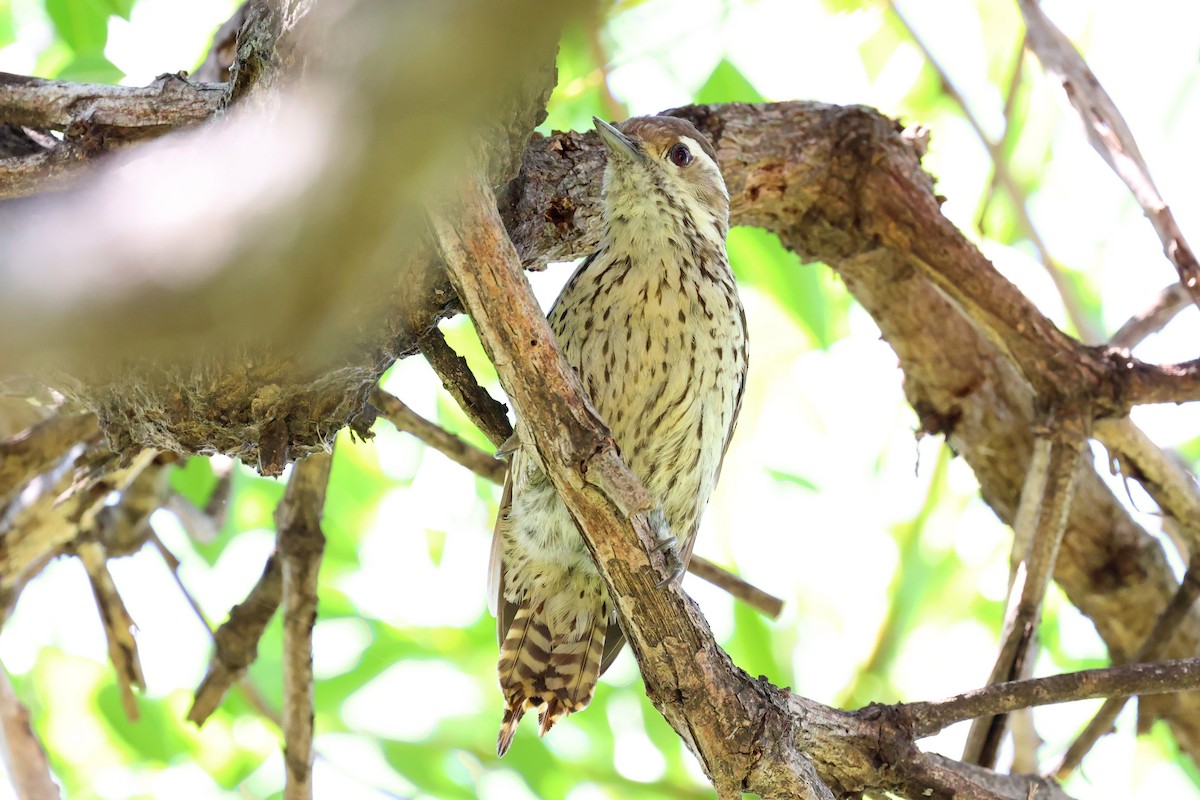 Checkered Woodpecker - ML643388983