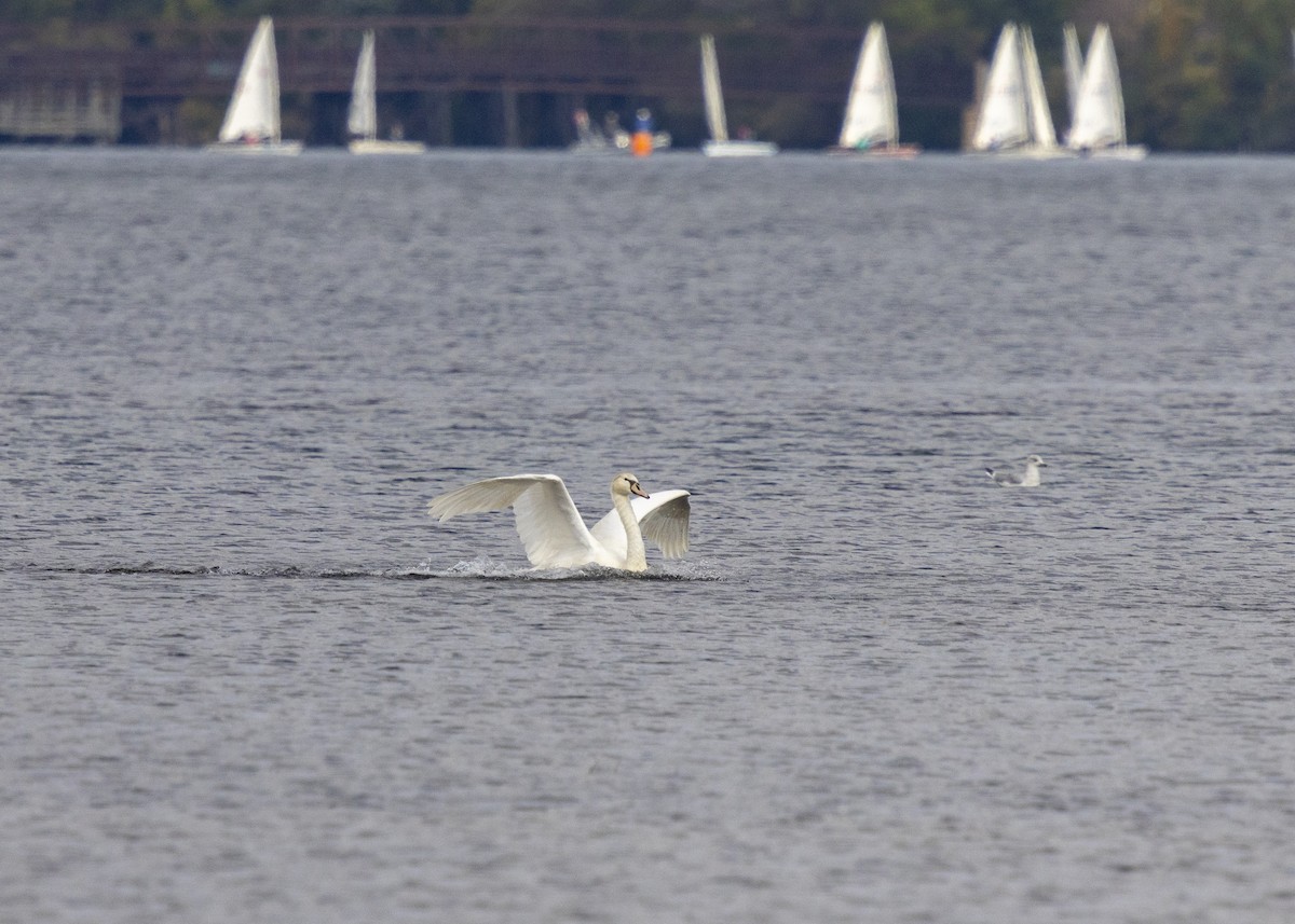 Cigno reale - ML643388992