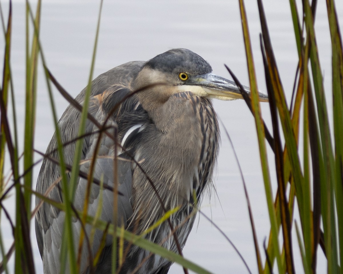 Great Blue Heron - ML643389023