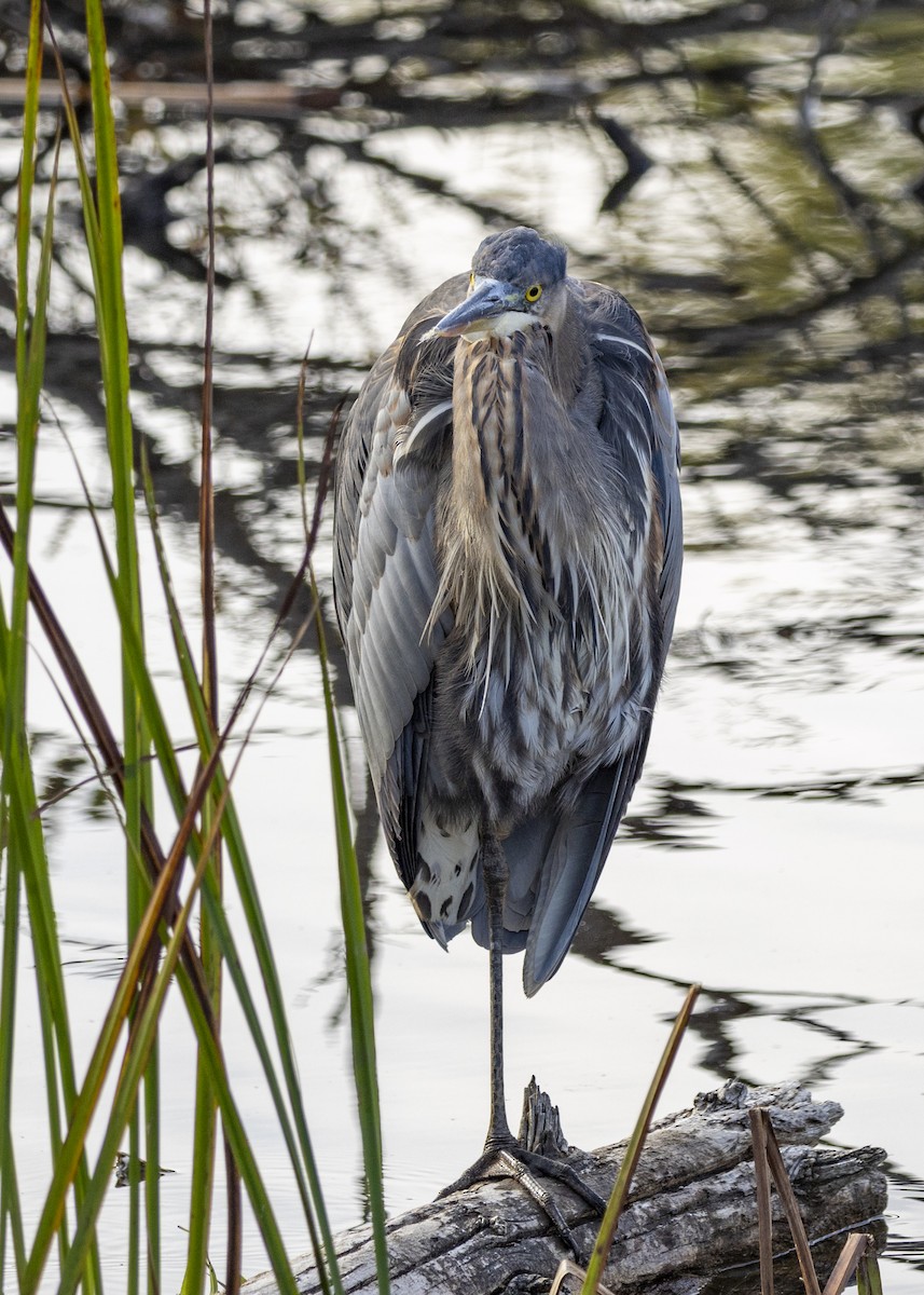 Great Blue Heron - ML643389024