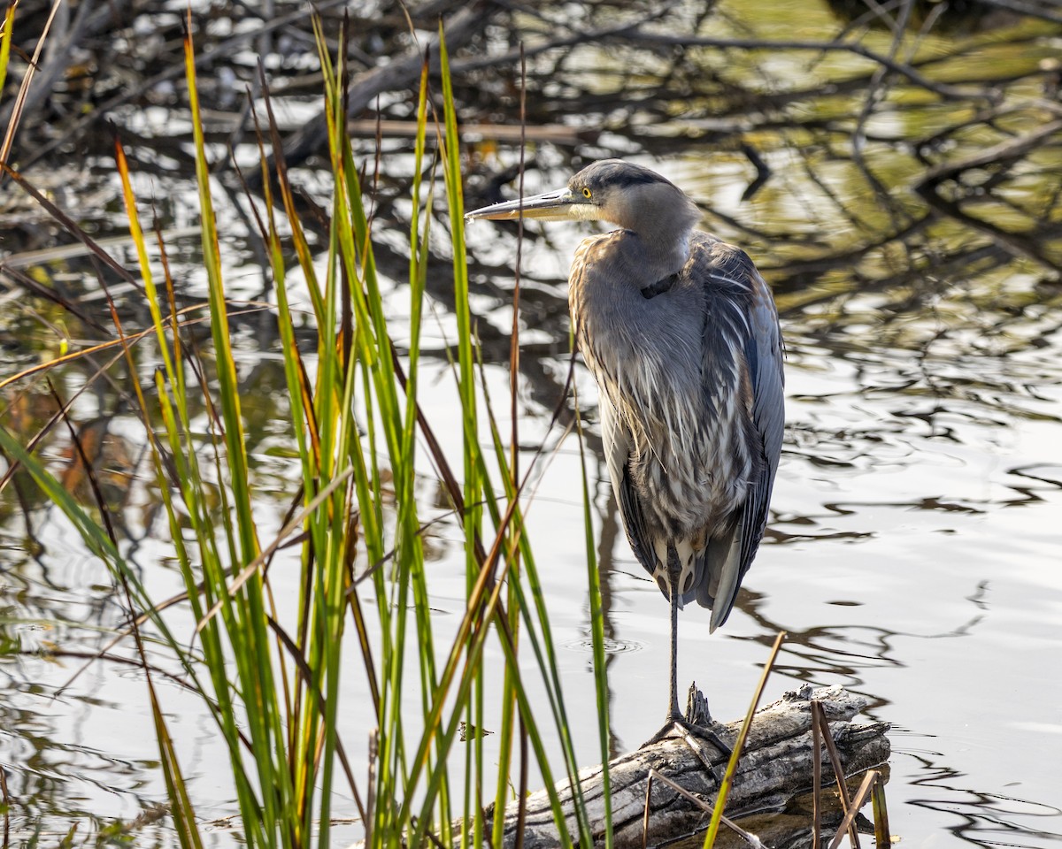 Great Blue Heron - ML643389037