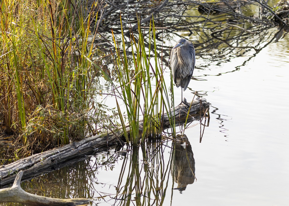 Great Blue Heron - ML643389038
