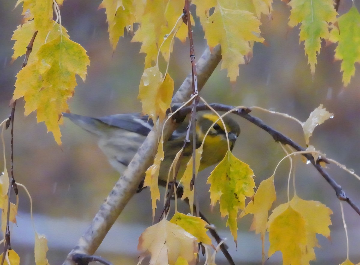 Townsend's Warbler - ML643389040