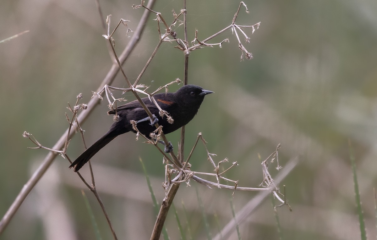 Variable Oriole - ML643389059