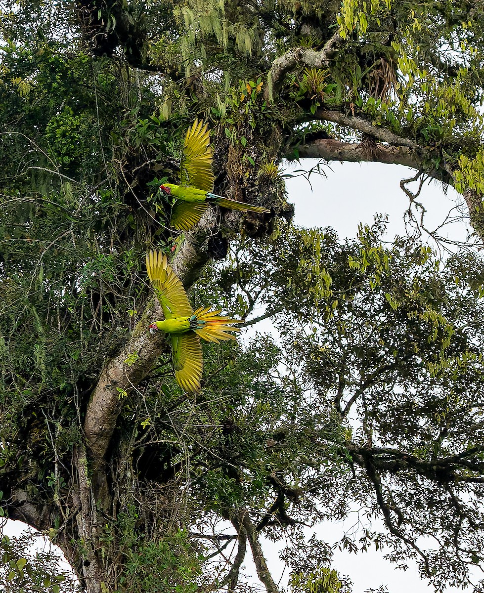 Great Green Macaw - ML643389068