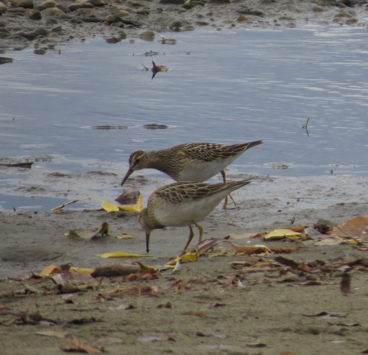 Pectoral Sandpiper - ML643389071