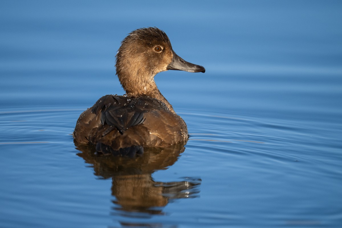 Redhead - ML643389081
