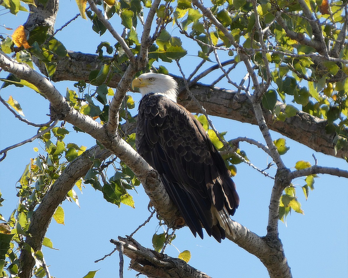 Bald Eagle - ML643389094