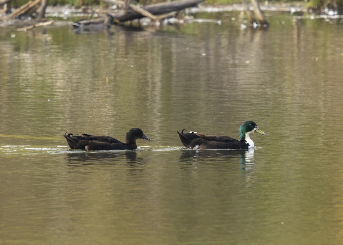 Anatra germanata - ML643389096