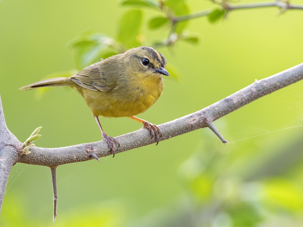 Two-banded Warbler - ML643389108