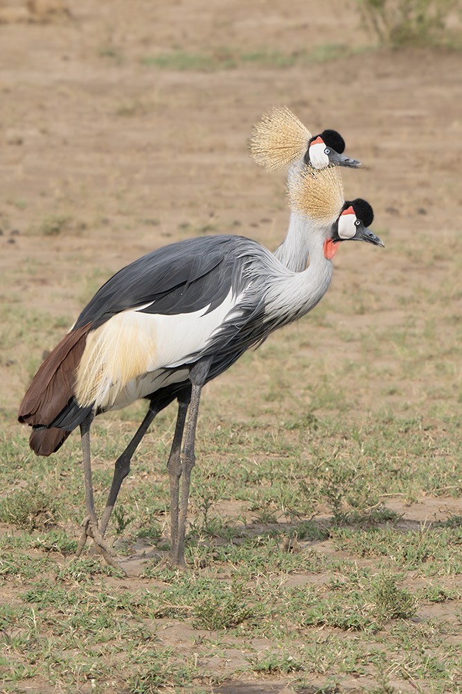 Gri Taçlı Turna - ML643389126