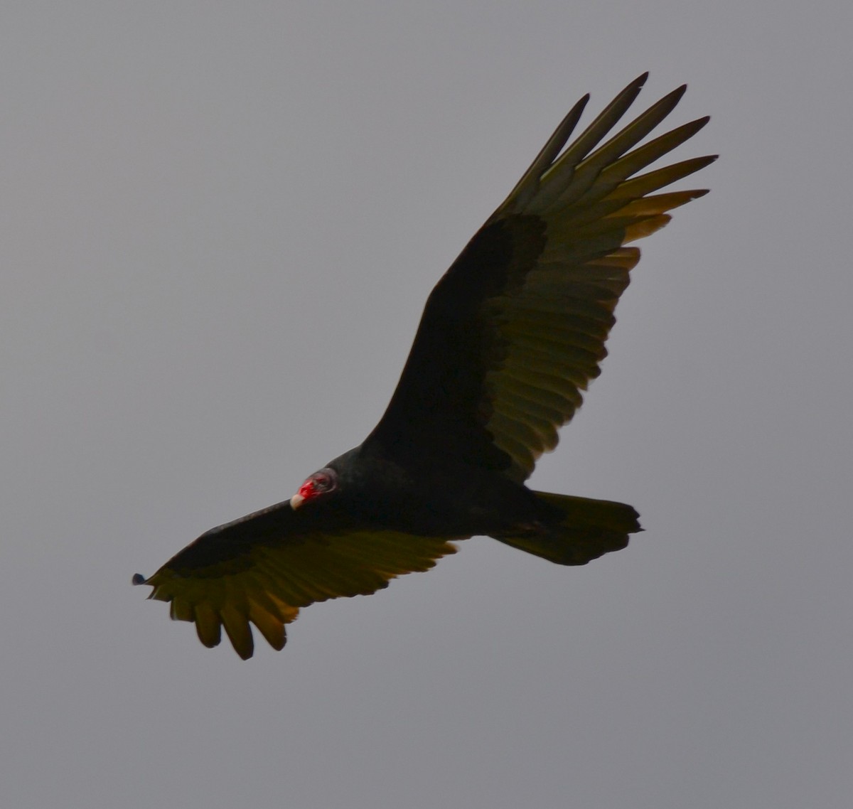 Turkey Vulture - ML643389130