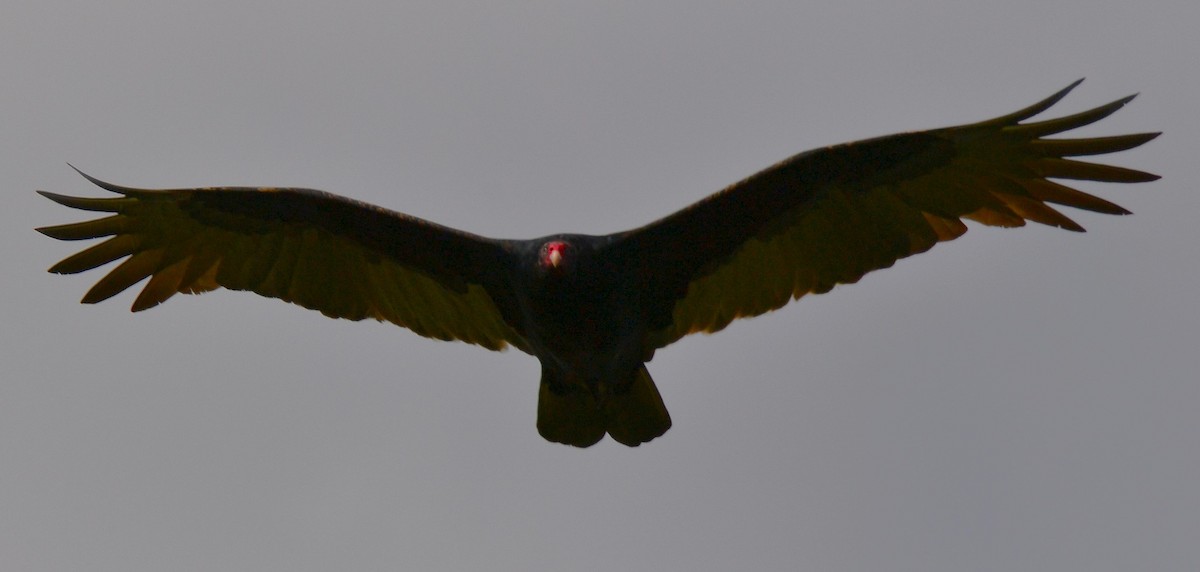 Turkey Vulture - ML643389131