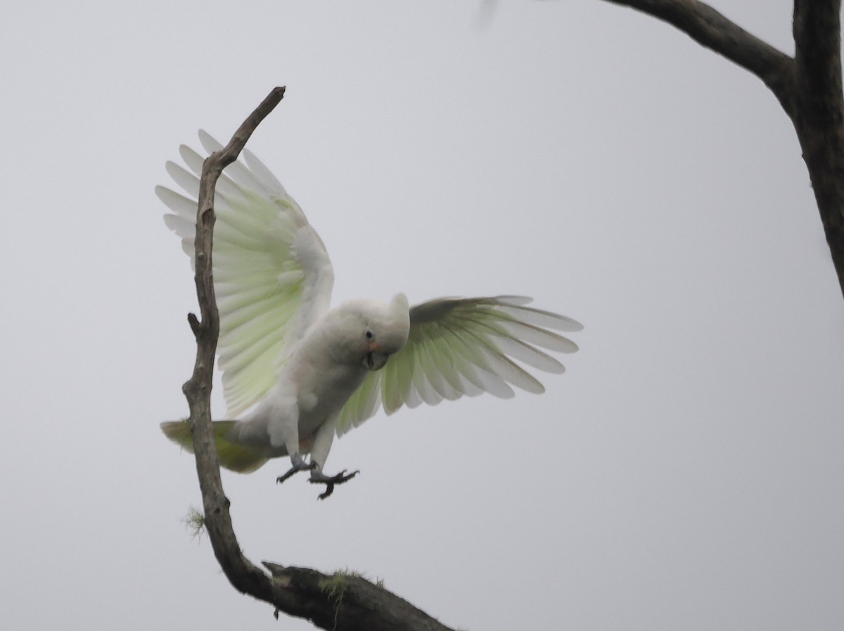 Tanimbar Corella - ML643389132