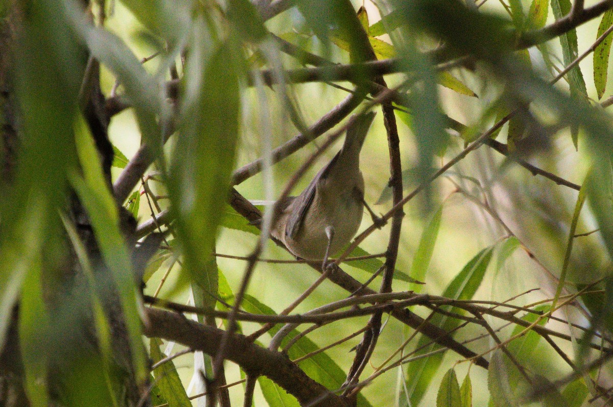 Lucy's Warbler - ML643389148