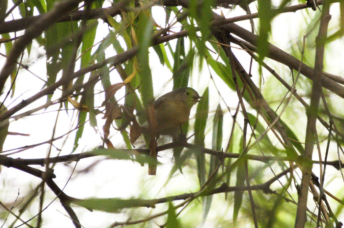 Lucy's Warbler - ML643389149