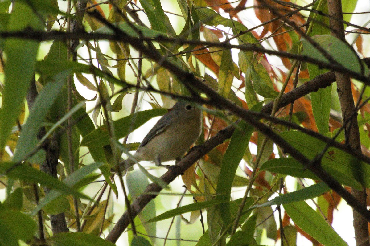 Lucy's Warbler - ML643389150