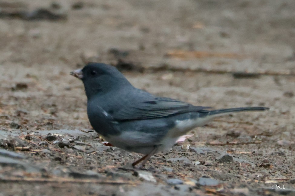 Dark-eyed Junco - ML643389151