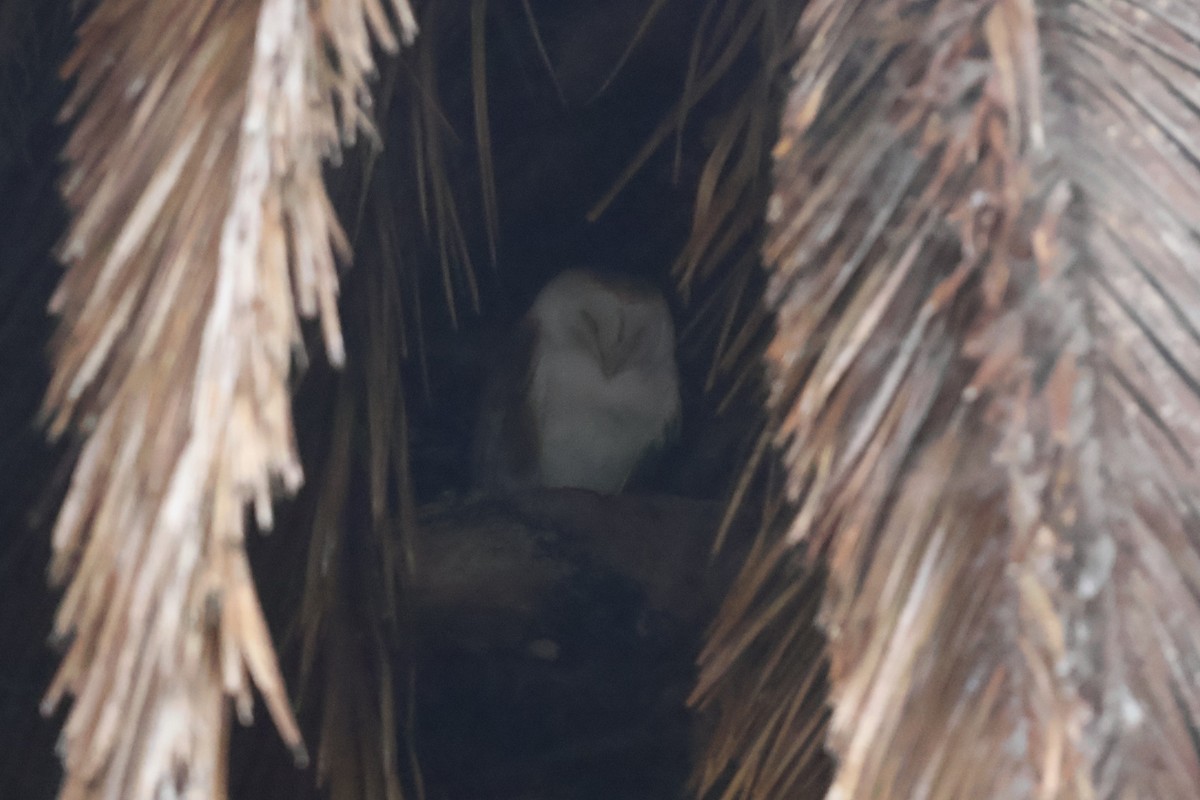 American Barn Owl - ML643389177