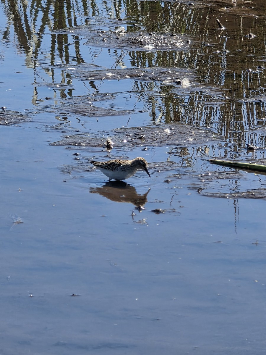 Baird's Sandpiper - ML643389186