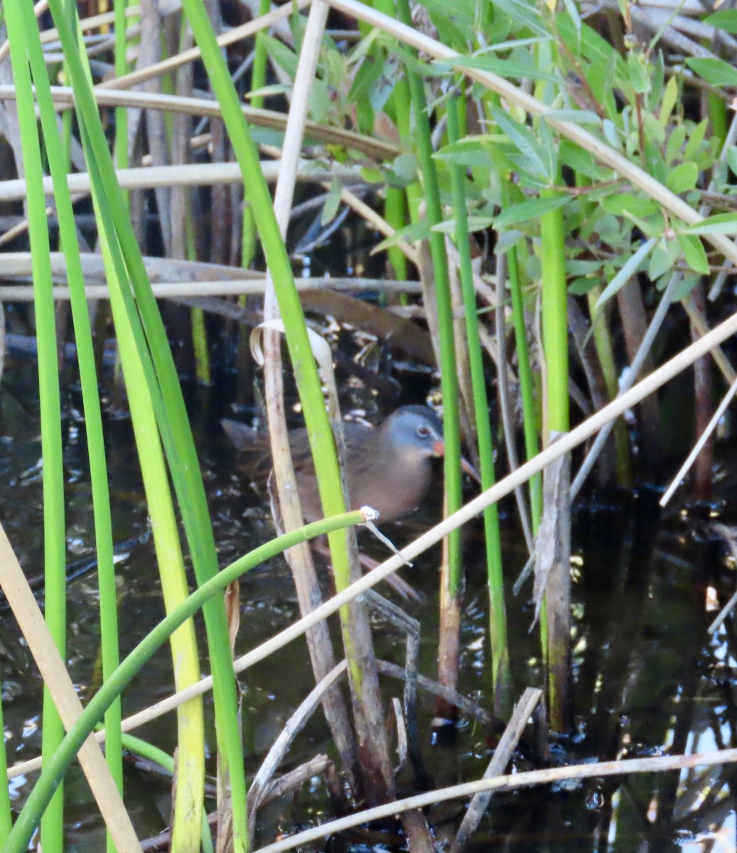 Virginia Rail - ML643389218