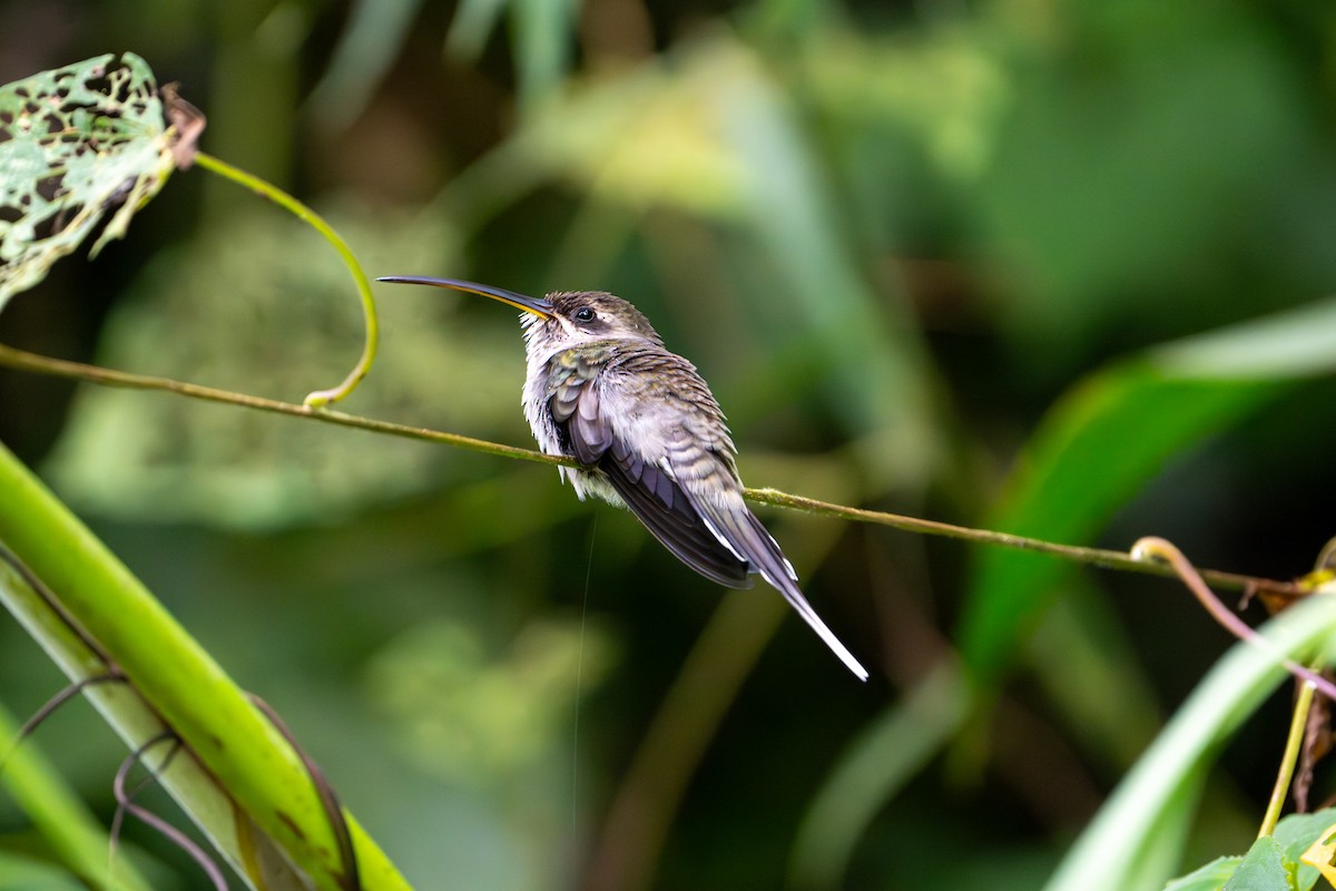 White-bearded Hermit - ML643389240