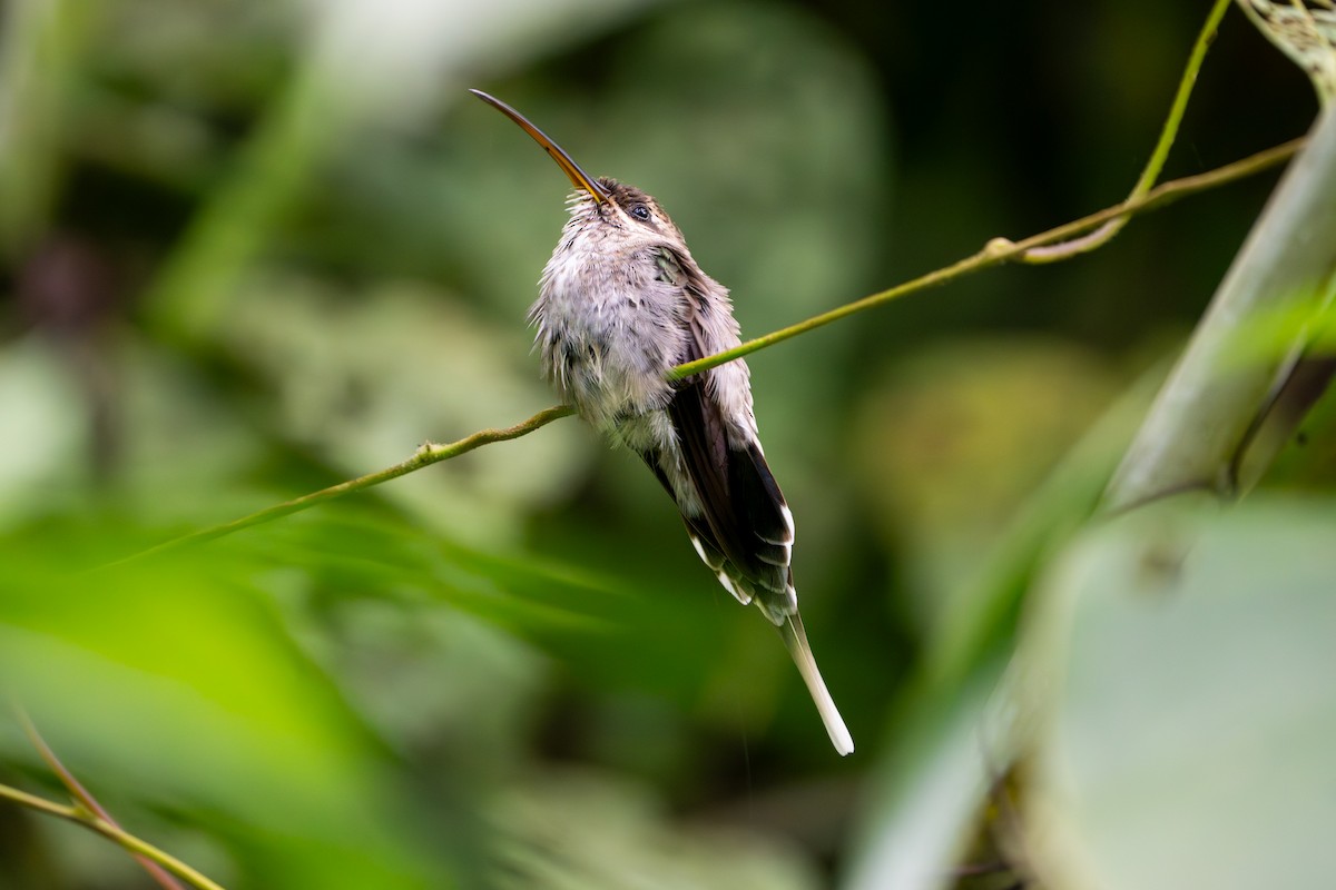 White-bearded Hermit - ML643389241