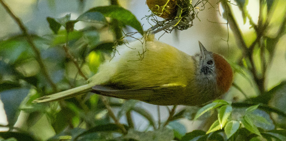 Rufous-crowned Greenlet - ML643389243