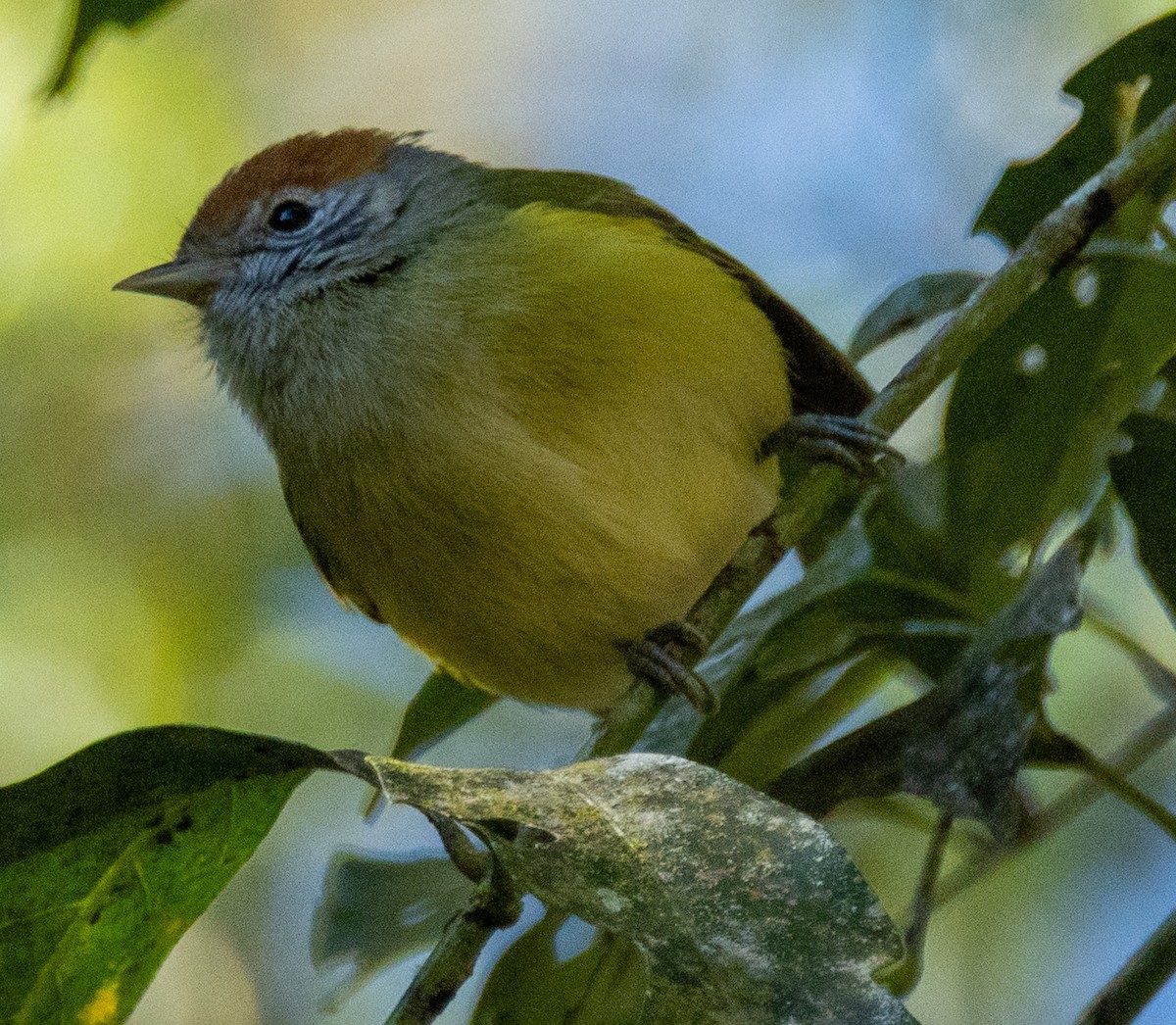 Rufous-crowned Greenlet - ML643389244