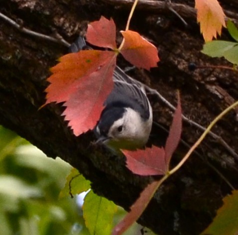 Каролинский поползень - ML643389260