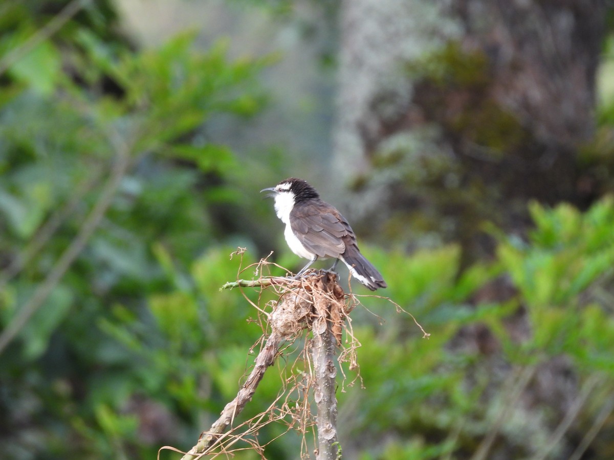 Bicolored Wren - ML643389269