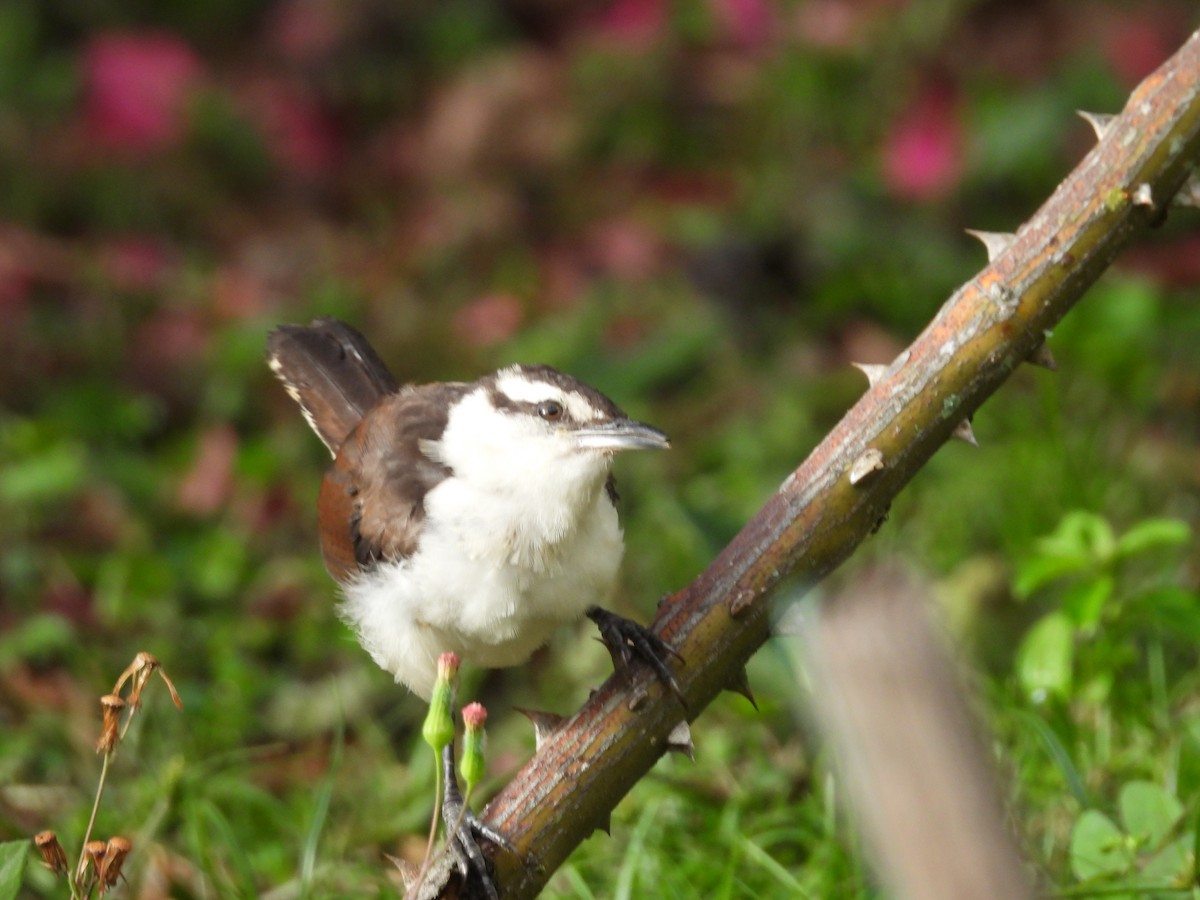Bicolored Wren - ML643389270