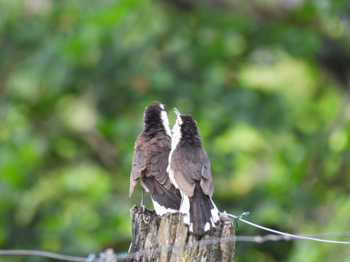 Bicolored Wren - ML643389272