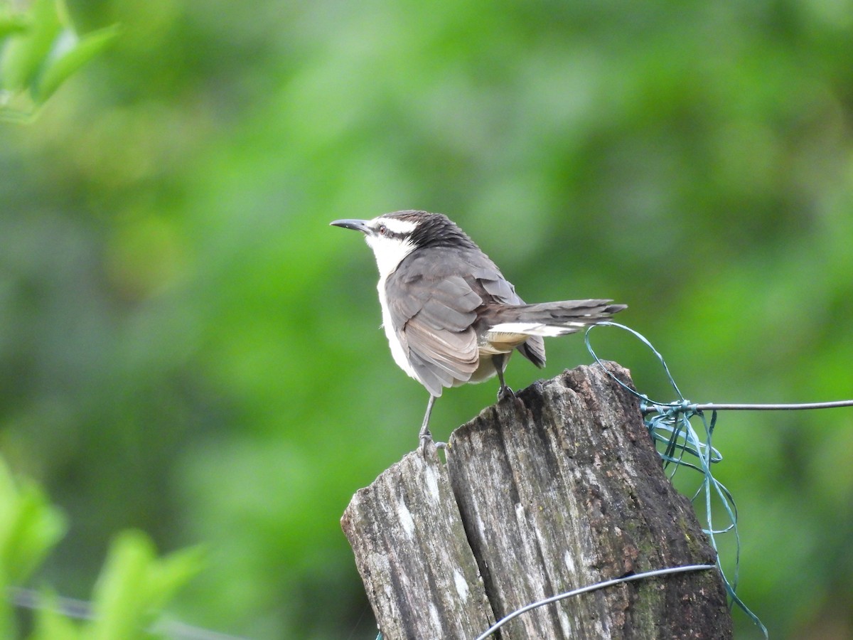 Bicolored Wren - ML643389273