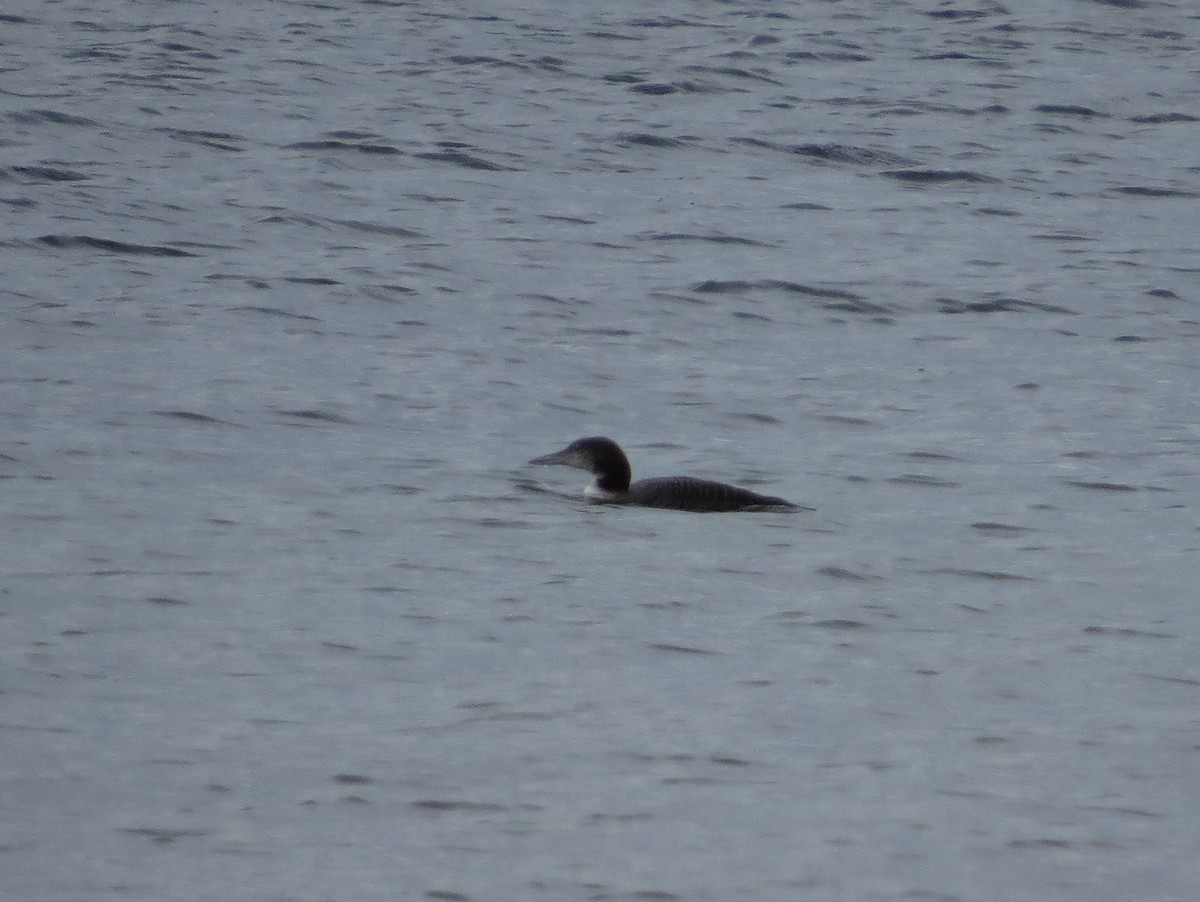 Common Loon - ML643389276