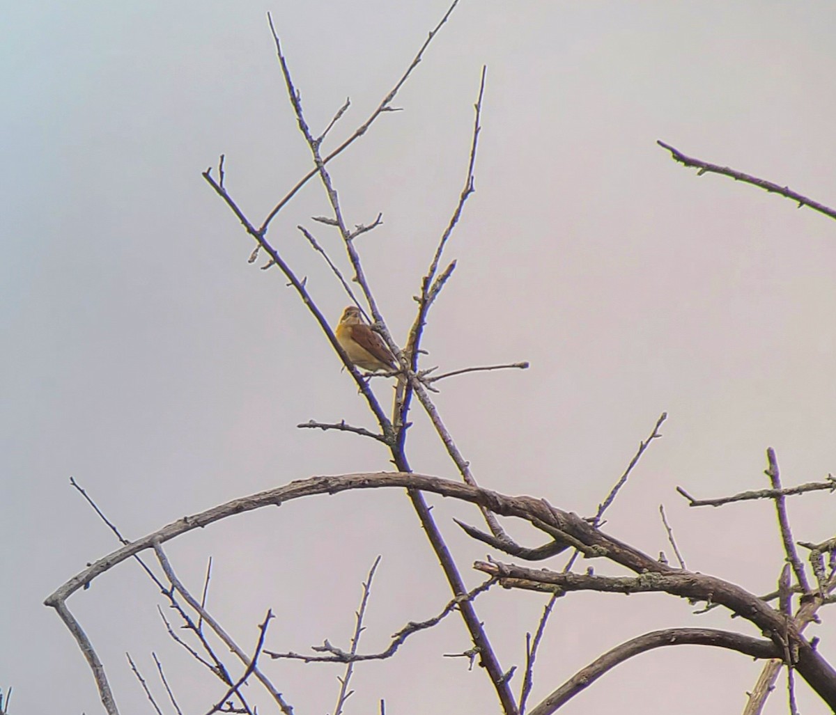 Dickcissel - ML643389313